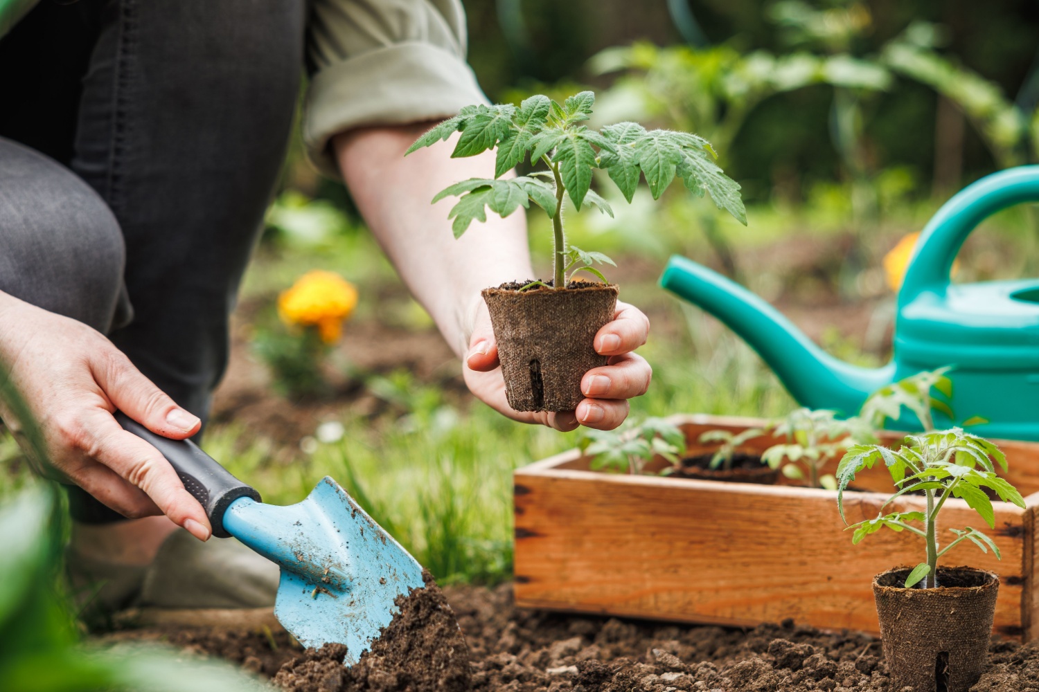 A woman planting a seedling.